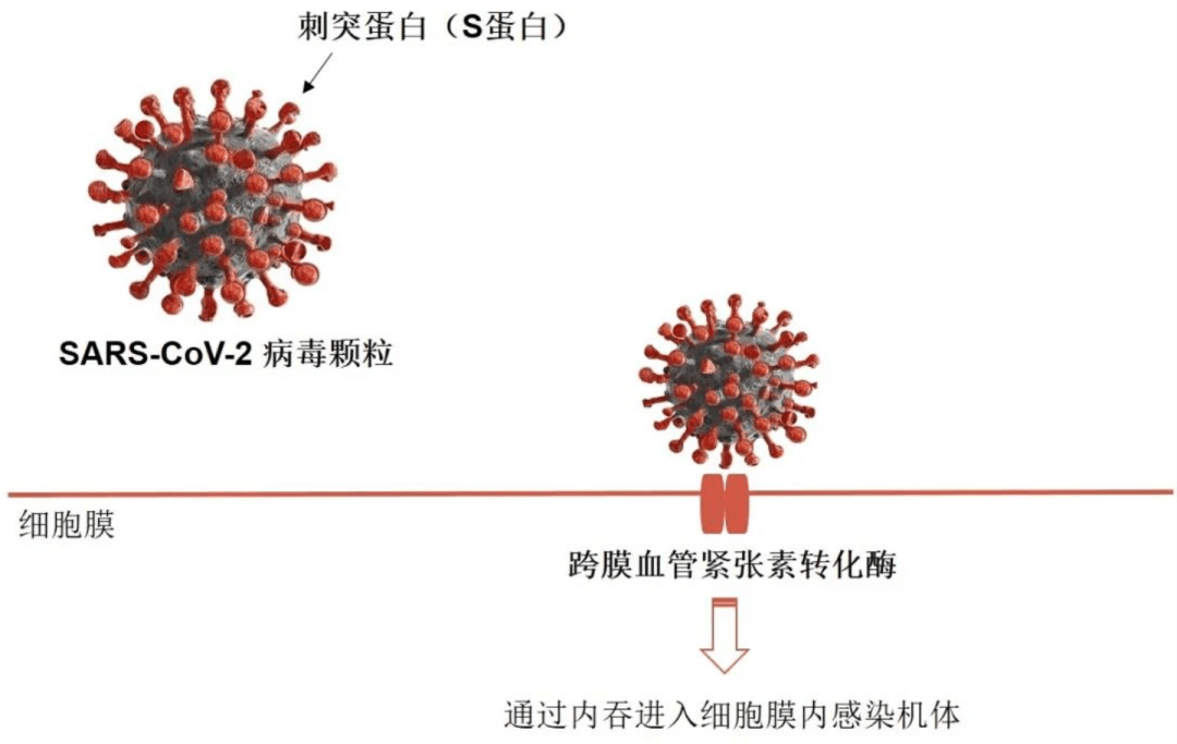 新冠病毒最新结果，全球疫情动态与应对策略，全球新冠病毒最新动态及应对策略，疫情更新与防控措施进展报告